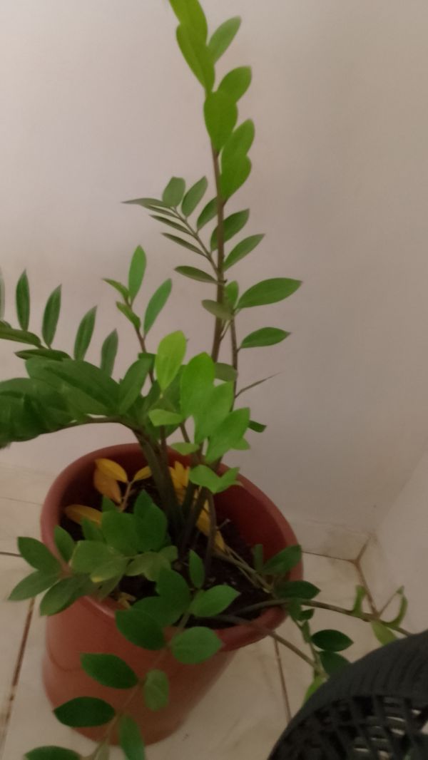 Identificação da planta Zamioculcas por foto