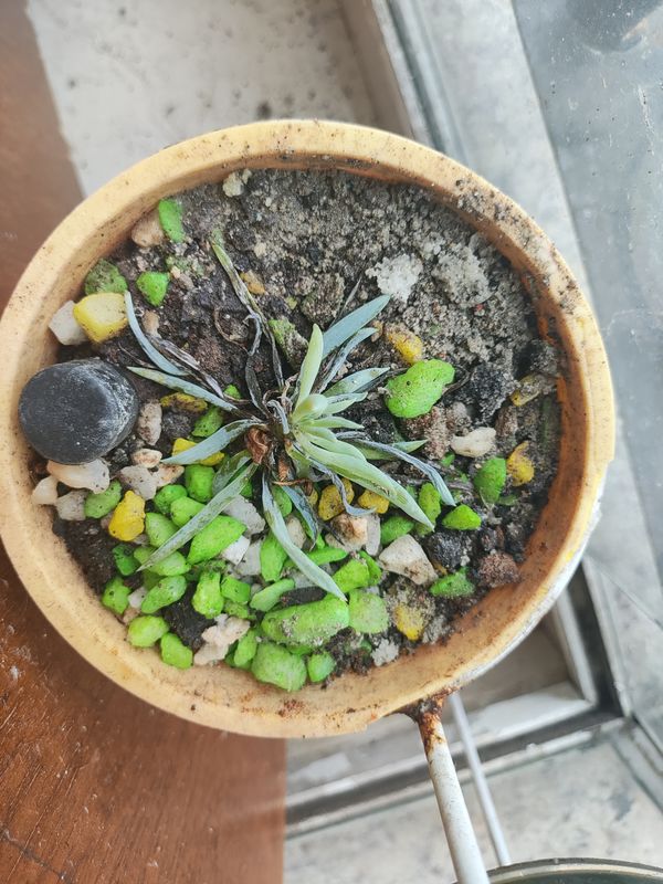 Identificação da planta Colar-de-safira por foto