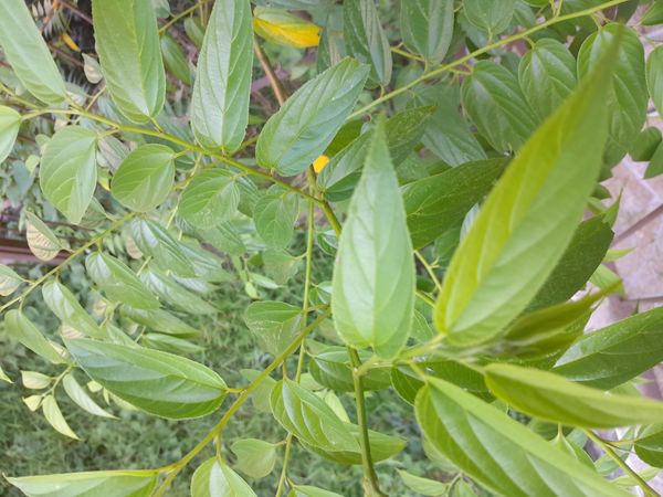 Identificação da planta Pau-pólvora por foto