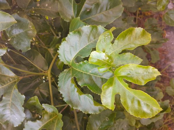 Identificação da planta Maracujá por foto