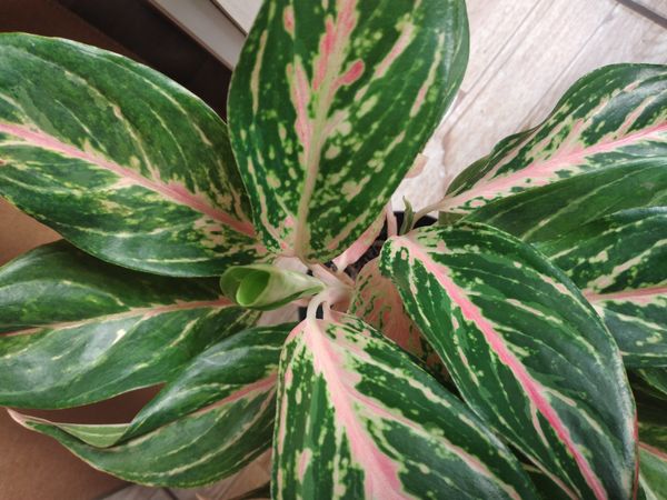 Identificação da planta Café de Salão por foto