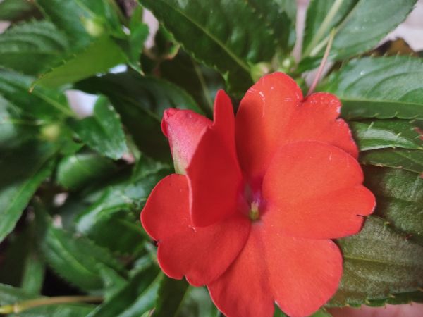 Identificação da planta Beijinho por foto
