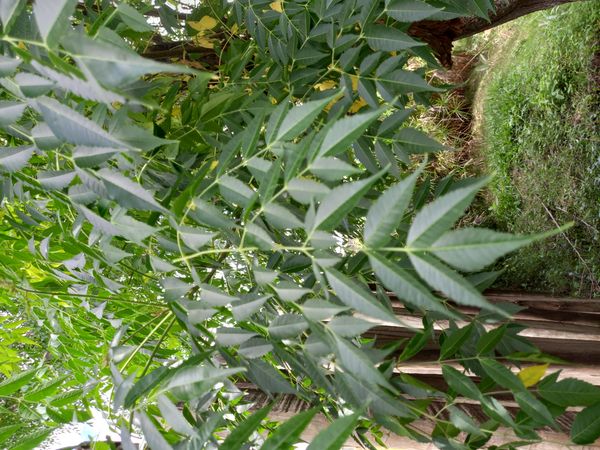 Identificação da planta Nim por foto