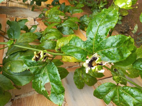 Identificação da planta Maracujá por foto