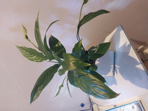 Identificação da planta Como cuida do lirio por foto