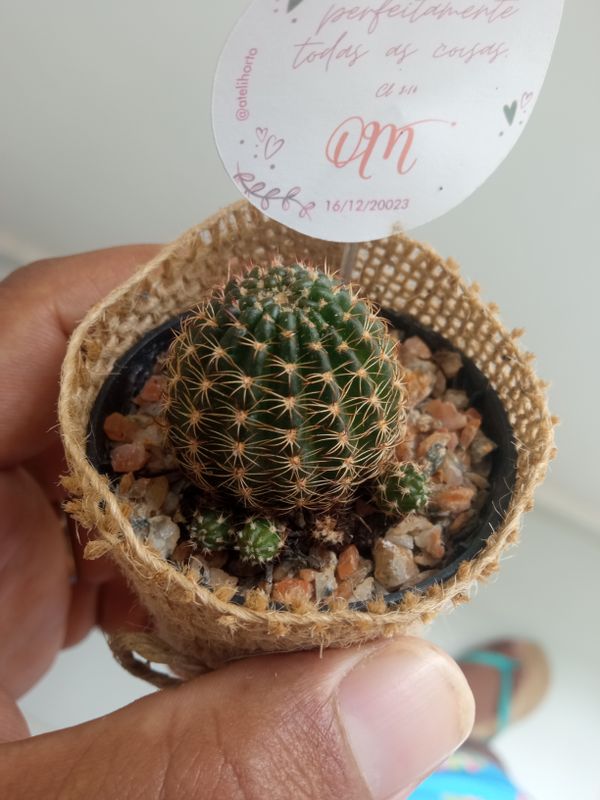 Identificação da planta Cacto-fraileia por foto