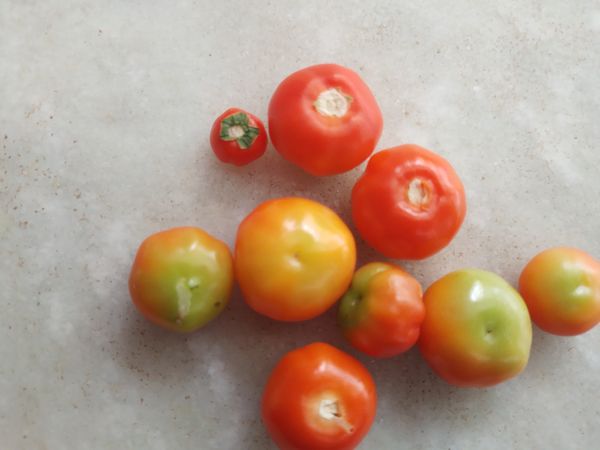 Identificação da planta Tomate por foto