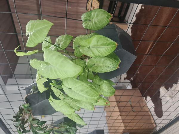 Identificação da planta Singônio por foto