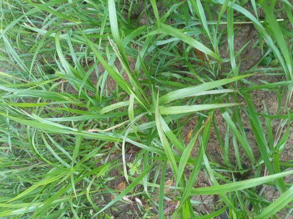 Identificação da planta Capim-milhã por foto
