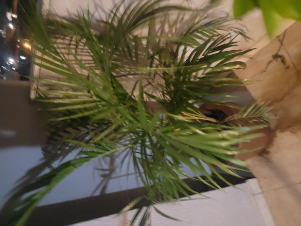 Identificação da planta Areca-bambu por foto