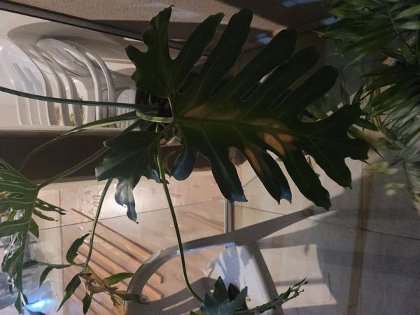 Identificação da planta Costela-de-adão por foto