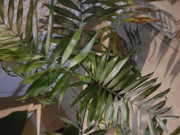 Identificação da planta Palmeira-ráfis por foto
