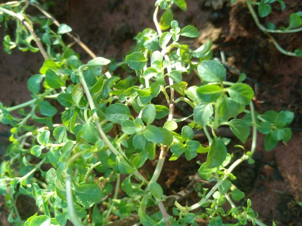 Identificação da planta Hortelã-pimenta por foto