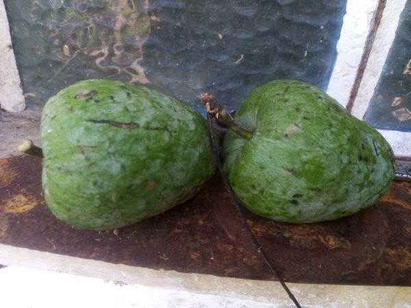 Identificação da planta Fruta-do-conde por foto