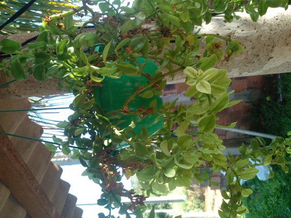 Identificação da planta Lambari por foto