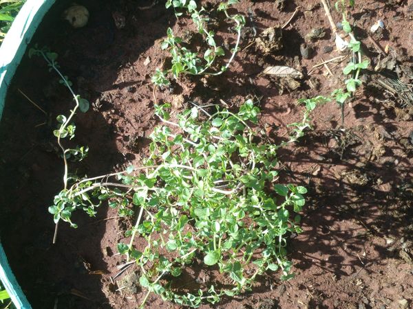 Identificação da planta Carrapicho-de-carneiro por foto