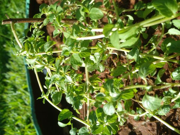 Identificação da planta Hortelã-pimenta por foto