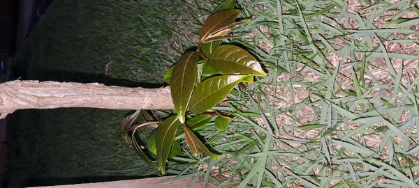 Identificação da planta Mogno por foto