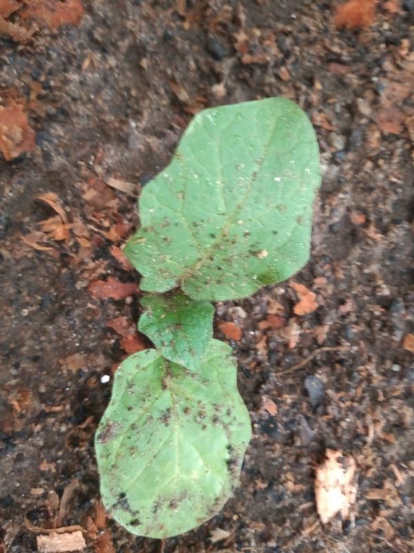 Identificação da planta Berinjela por foto