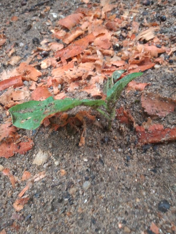 Identificação da planta Jurubeba por foto