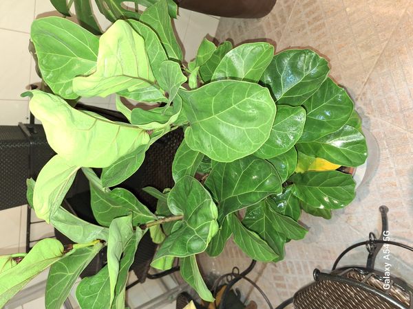 Identificação da planta Figueira-lira por foto