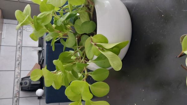 Identificação da planta Peperomia limão por foto