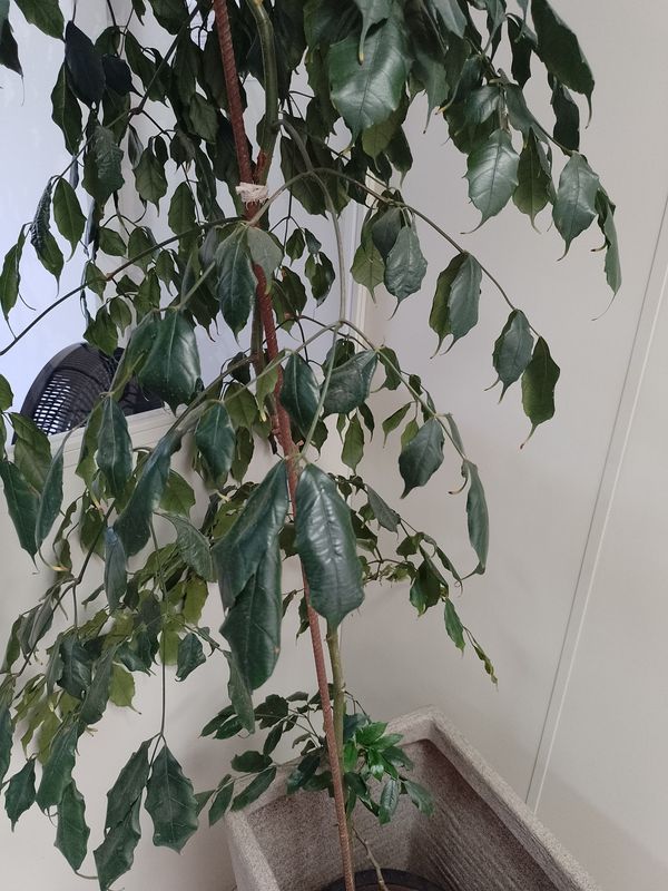 Identificação da planta Café-de-bugre por foto