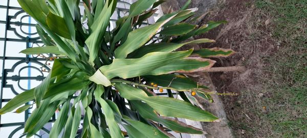 Identificação da planta Pau-d'água por foto