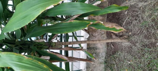 Identificação da planta Pau-d'água por foto