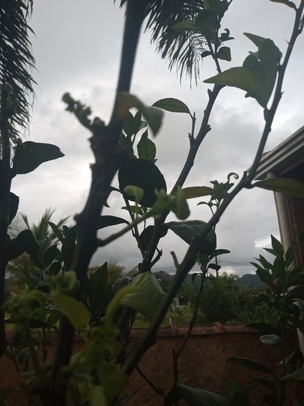 Identificação da planta Limão siciliano por foto