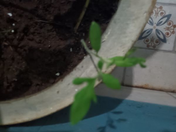 Identificação da planta Tomate por foto