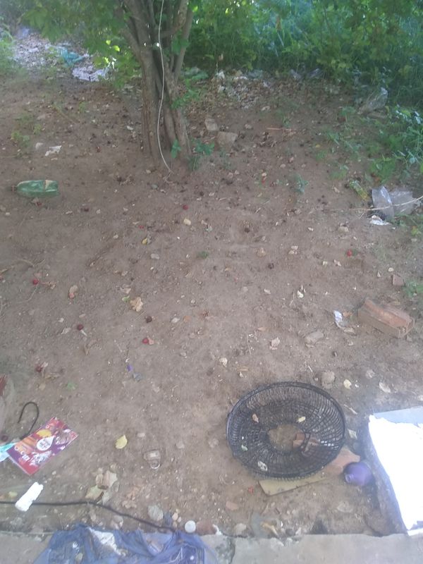 Identificação da planta Mogno-indiano por foto