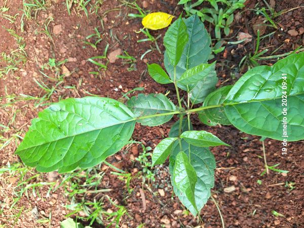 Identificação da planta Ipê Rosa por foto