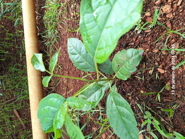 Identificação da planta Ipê Rosa por foto