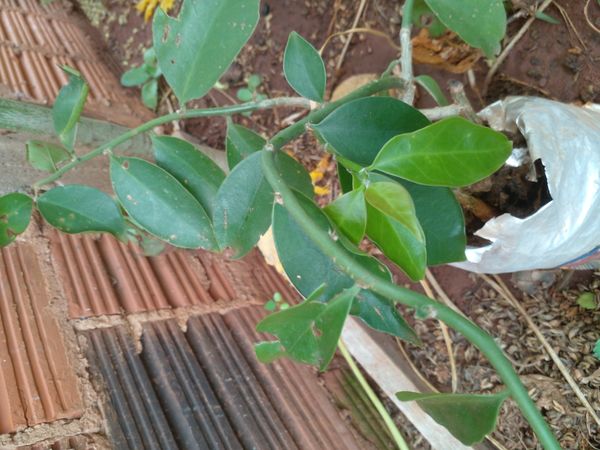 Identificação da planta Ora-pro-nóbis por foto