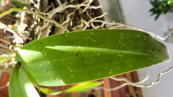 Identificação da planta Orquídea-borboleta por foto