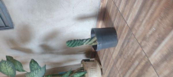 Identificação da planta Cacto Parafuso por foto
