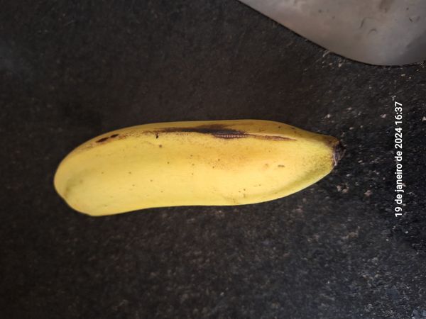 Identificação da planta Bananeira selvagem por foto