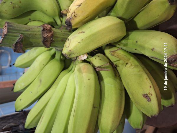 Identificação da planta Bananeira selvagem por foto