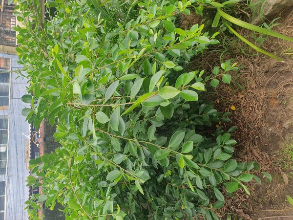 Identificação da planta Coca por foto