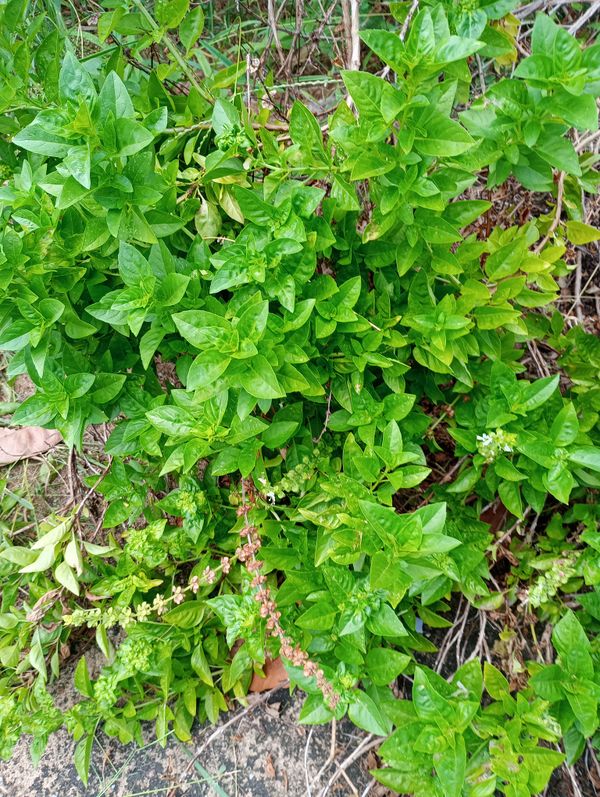 Identificação da planta Manjericão por foto