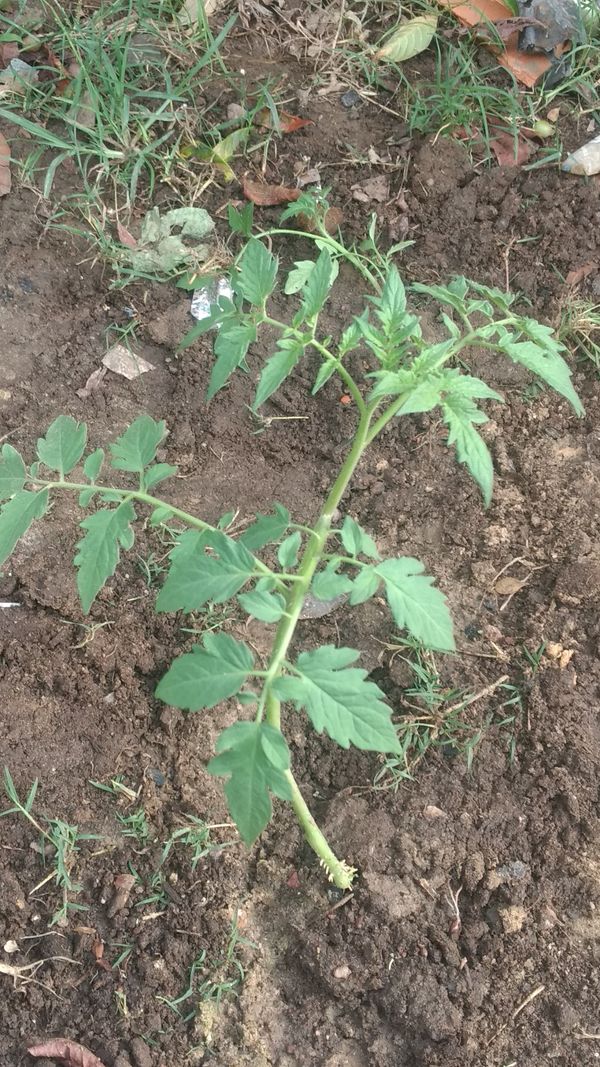 Identificação da planta Tomate por foto