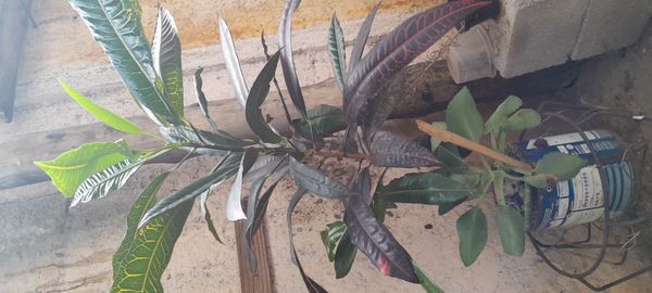 Identificação da planta Cróton por foto