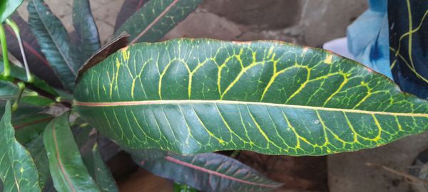 Identificação da planta Cróton por foto