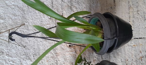 Identificação da planta Chuva-de-ouro por foto