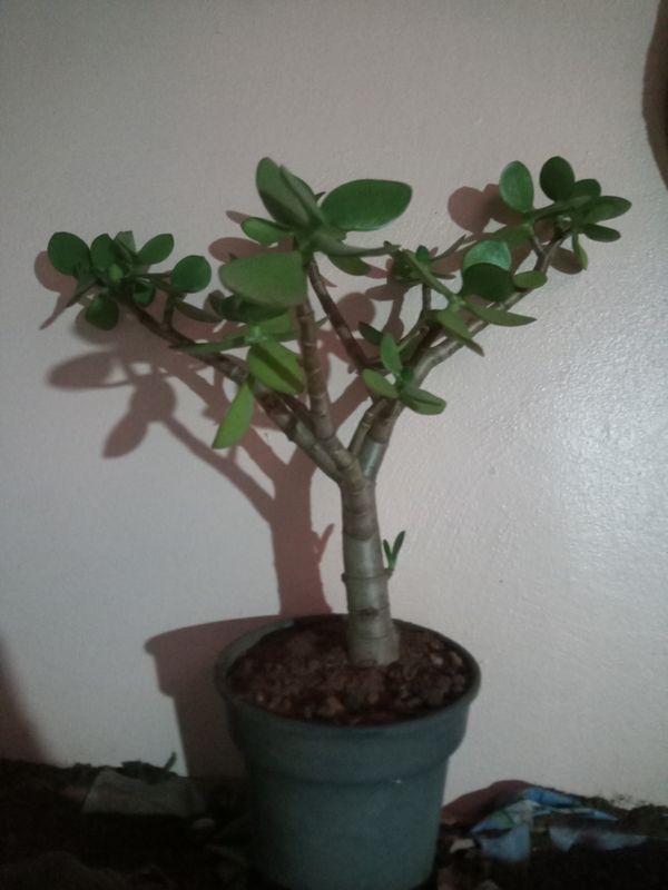 Identificação da planta Planta-jade por foto