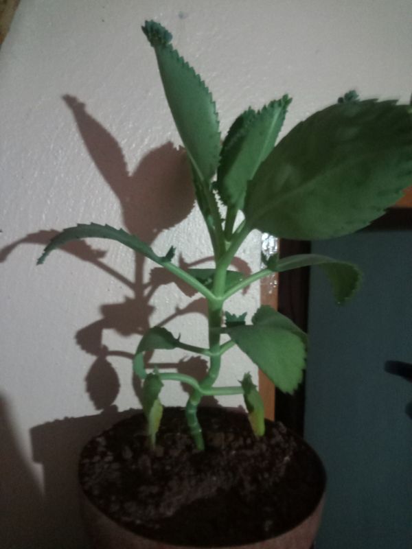Identificação da planta Mãe de mil por foto