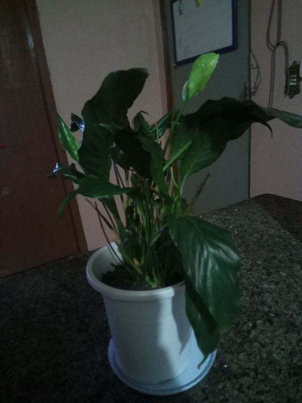 Identificação da planta Como cuida do lirio por foto