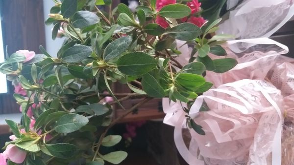 Identificação da planta Azaléia por foto