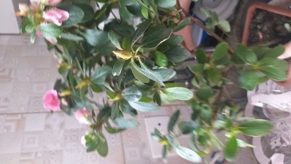 Identificação da planta Azaleia por foto